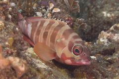 Epinephelus fasciatus
