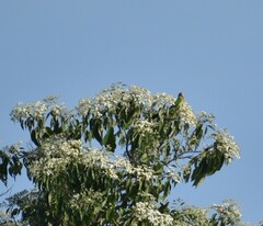 Eupsittula canicularis