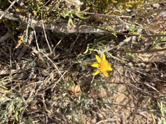 Heterolepis peduncularis