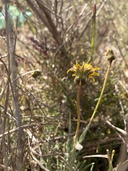 Heterolepis peduncularis