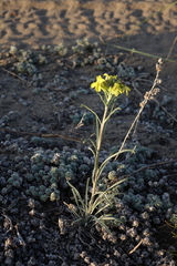 Erysimum flavum altaicum