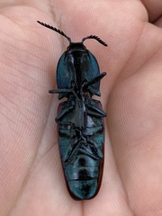 Chalcolepidius rubripennis