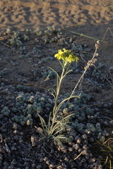 Erysimum flavum altaicum