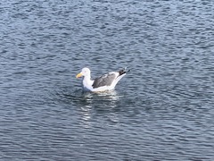 Larus livens