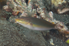 Stethojulis interrupta