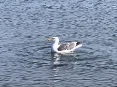 Larus livens