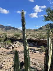 Lophocereus schottii