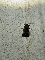 Elaphria chalcedonia