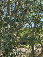 Pachycormus discolor