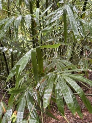 Bambusa stenostachya