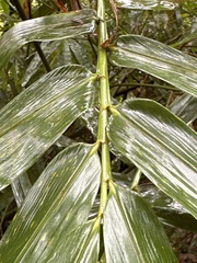 Bambusa stenostachya