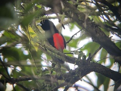 Ramphocelus passerinii