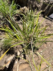 Acacia longissima