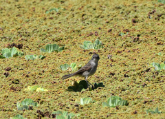 Serpophaga nigricans