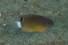 Pomacentrus bankanensis