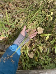 Juncus rugulosus