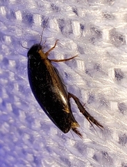 Thermonectus basillaris basillaris