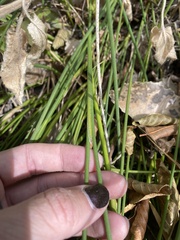 Juncus rugulosus
