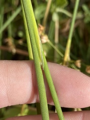Juncus rugulosus