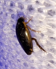 Thermonectus basillaris basillaris