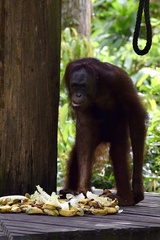 Pongo pygmaeus morio
