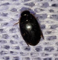 Thermonectus basillaris basillaris