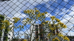 Senecio brasiliensis