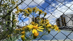 Senecio brasiliensis