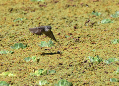 Serpophaga nigricans
