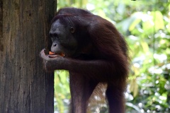 Pongo pygmaeus morio