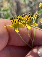 Bahiopsis microphylla