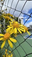 Senecio brasiliensis
