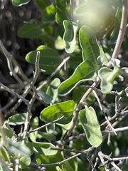 Bahiopsis microphylla