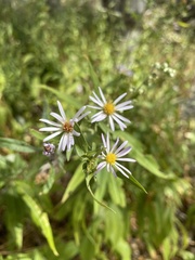 Symphyotrichum greatae