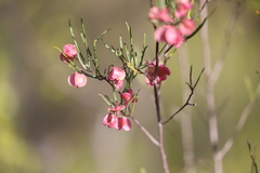 Dodonaea filifolia