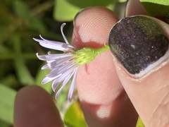 Symphyotrichum greatae