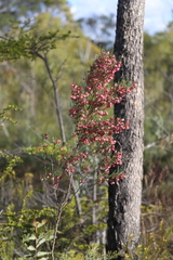 Dodonaea filifolia