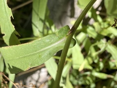 Symphyotrichum greatae