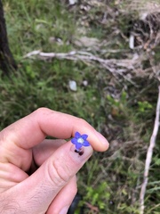 Wahlenbergia gracilis