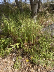 Symphyotrichum greatae