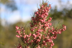 Dodonaea filifolia