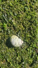 Nucella ostrina