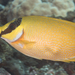 Masked Rabbitfish - Photo (c) Mark Rosenstein, some rights reserved (CC BY-NC-SA), uploaded by Mark Rosenstein