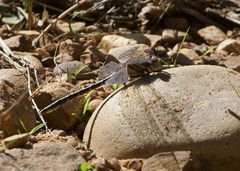 Phanogomphus oklahomensis
