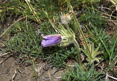 Pulsatilla turczaninovii