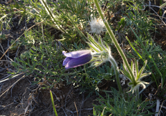 Pulsatilla turczaninovii