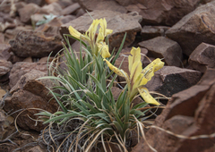 Iris potaninii