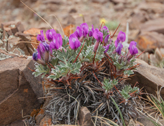 Oxytropis tragacanthoides