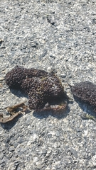 Chondracanthus exasperatus