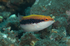 Variola louti